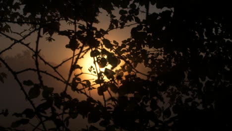 el atardecer brillando a través de la niebla, las hojas de los árboles y las siluetas de las espinas