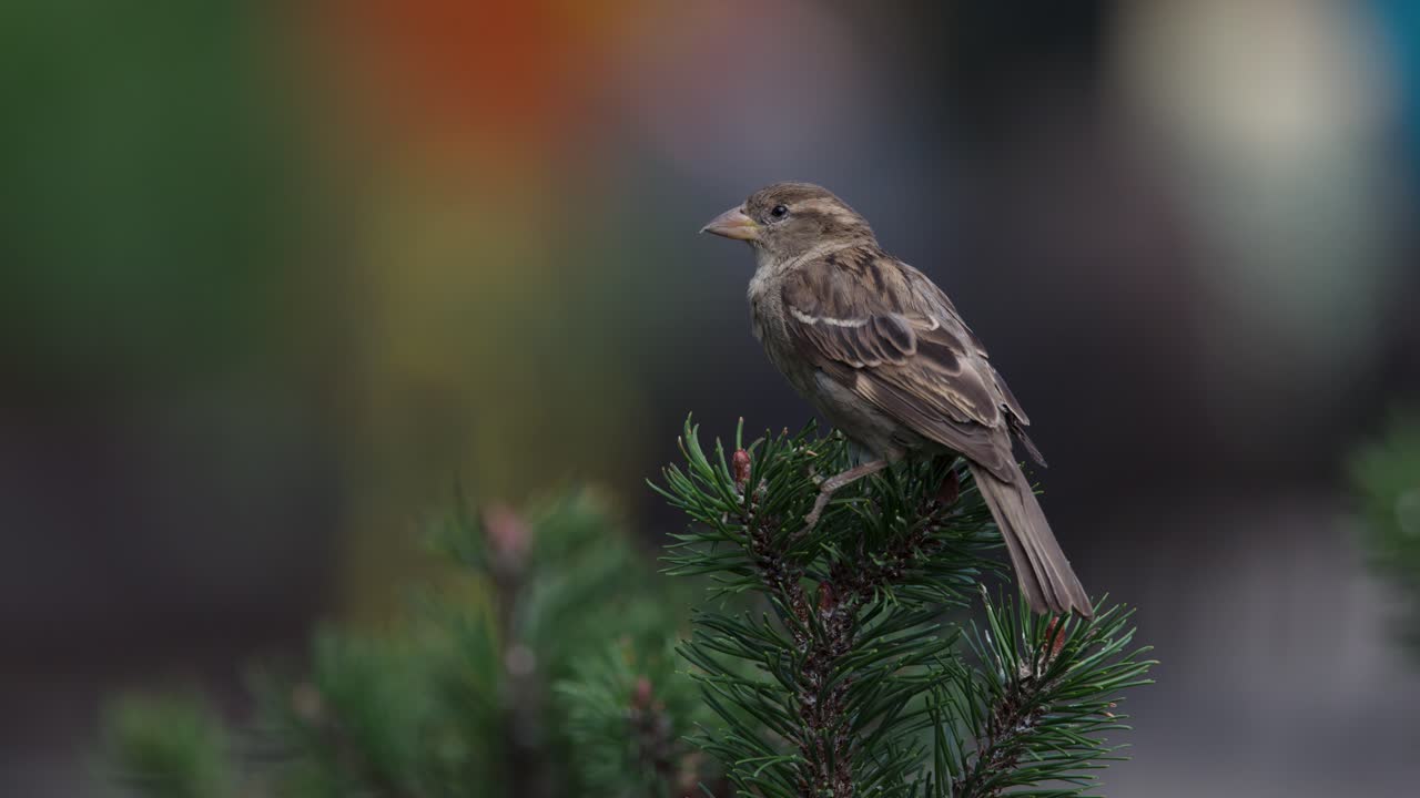 Brown sparrow perched on pine branch, shallow depth of field, soft natural daylight, static shot