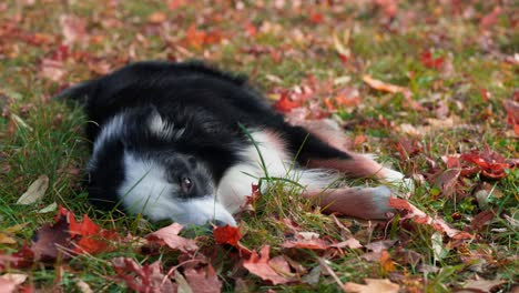 border collie dog lying in the middle of the grass then gets up and lays back down in the park with red leaves on the ground during autumn time