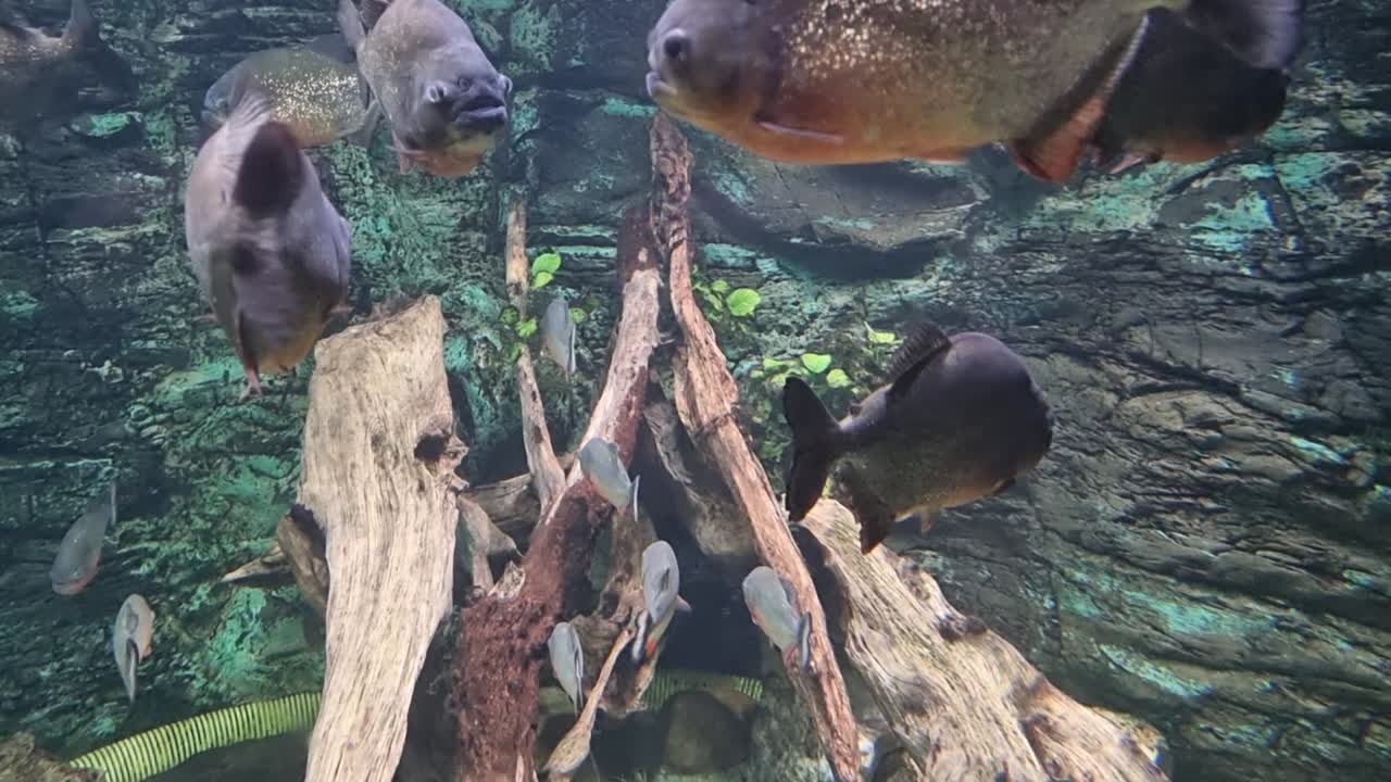 Group of piranhas swimming around driftwood in a freshwater aquarium with rocky and planted background
