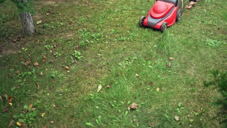 lawn mower is cutting grass in the backyard. modern machine mowing grass outdoors. gardening activity.
