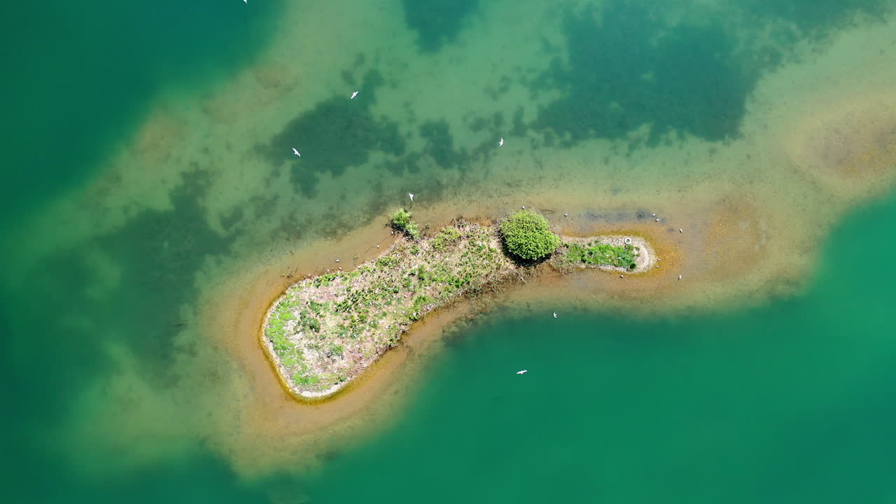 흰 새 무리가 물로 둘러싸인 작은 섬 주위를 날아다닌다