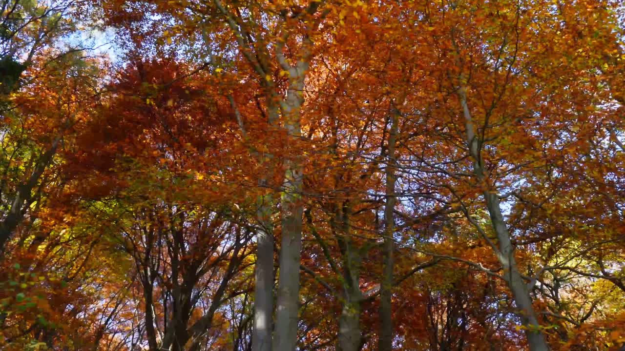Amazing Footage of Autumn Leaves Falling From Tall Trees 4k