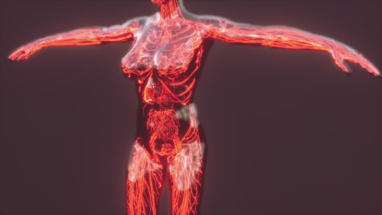 los glóbulos rojos fluyen dentro de los vasos