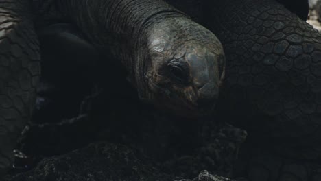 Ancient-heavy-tortoise-slowly-walking-with-beautiful-scale,-skin-and-shell-details,-looking-forward-with-neck-stretched-all-the-way-over,-under-sunlight-in-natural-habitat