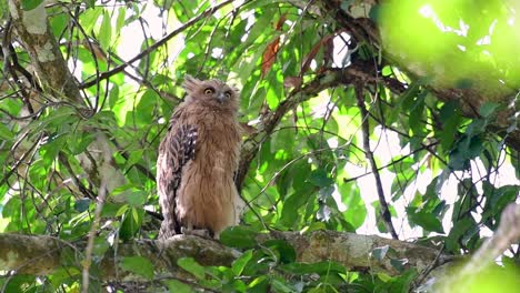 魚烏 (buffy fish owl) 是一個大型烏,但卻是四種烏中最小的