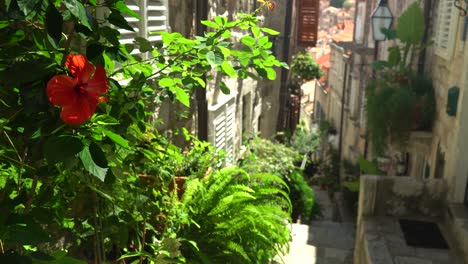 view down of a steep alley and flowers in old town dubrovnik, croatia
