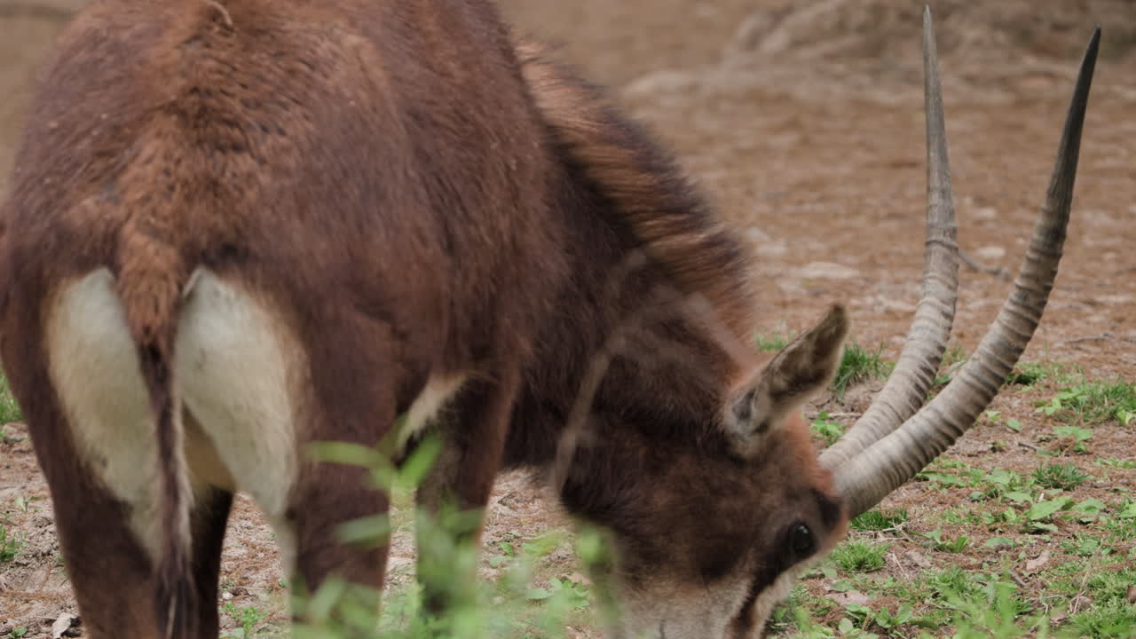 el antílope roan comiendo hierba en el zoológico
