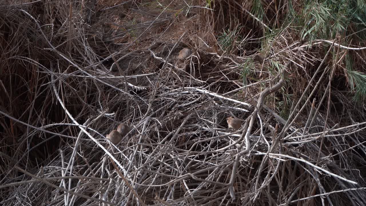 자연 나무 ein gedi en gedi 이스라엘 성서적 장소 오아시스 봄