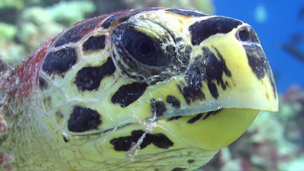 tortuga carey cerca de la cabeza