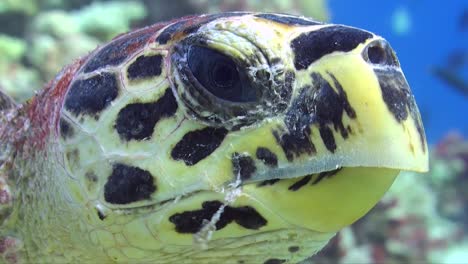 hawksbill sea turtle close up of head