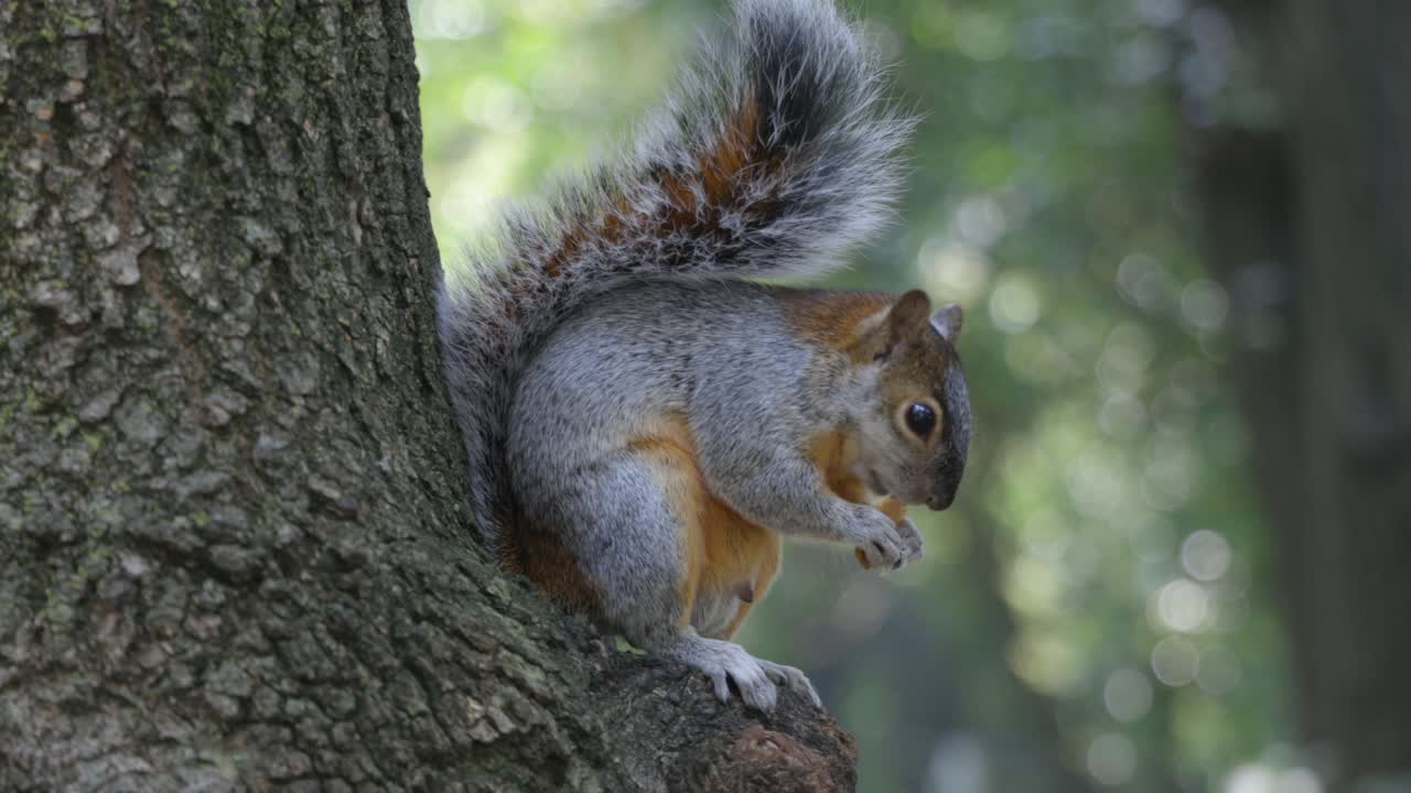 Roditore scoiattolo da vicino su un ramo d'albero che mangia una noce, Sciuridae