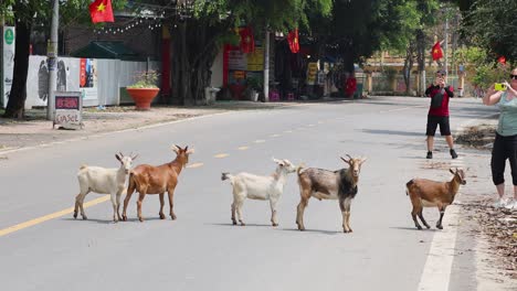 herd of goats crossing a road casually