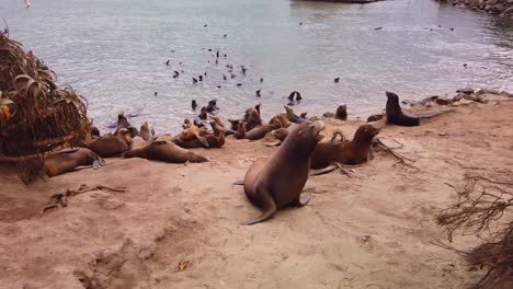 toma panorámica de cardán de un león marino que se acerca a la cámara y luego se deja caer al suelo en monterey, california