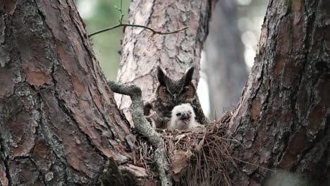 baby owlet chick waking up in a nest with parent great horned owl - close up shot