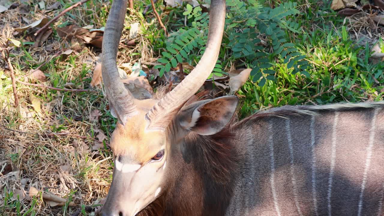 primer plano de un ciervo en su hábitat natural