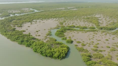 explore the sprawling mangrove landscape of the indus river delta from above, showcasing its lush greenery and winding waterways