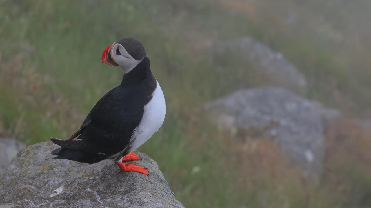 대서양 파핀 (fratercula arctica) 은 룬데 섬 (노르웨이) 의 바위 위에 있습니다.