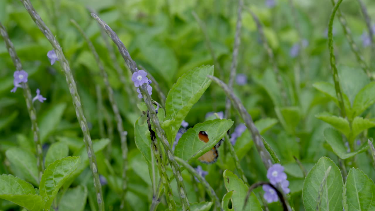 mosca de la mantequilla de naranja en el bosque tropical