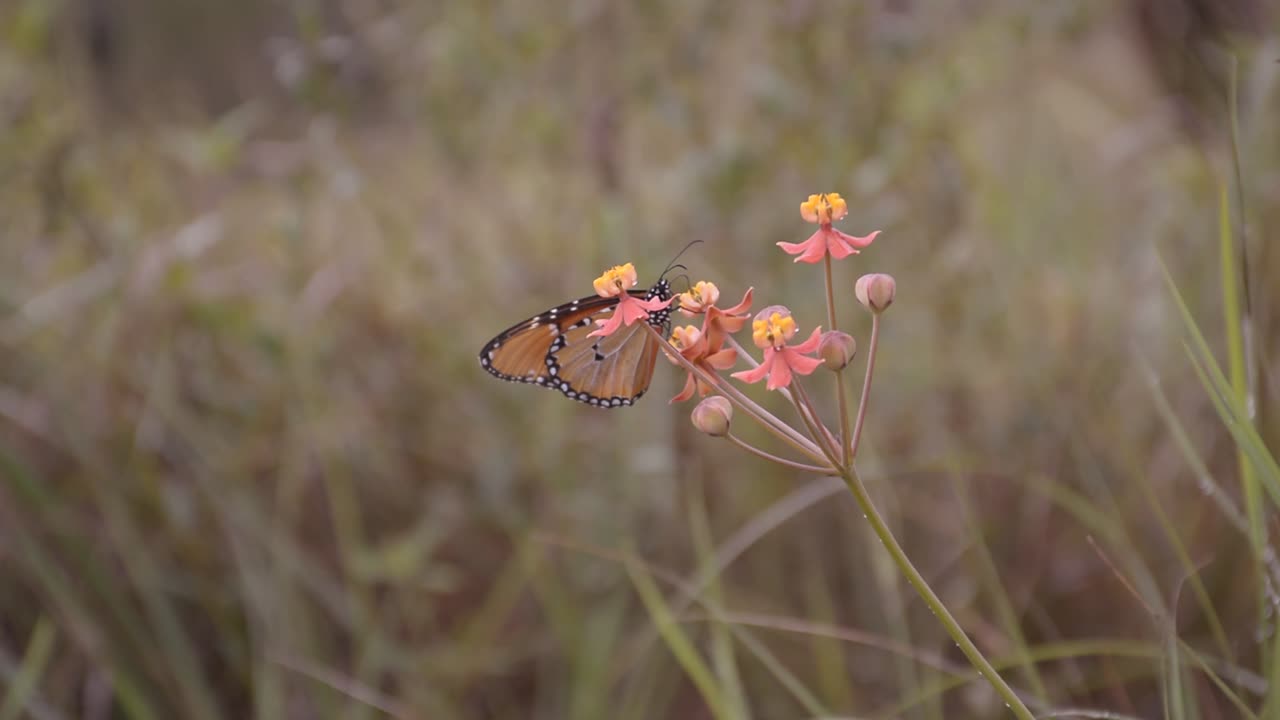 식물 에 잡힌 나비