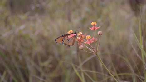 a butterfly captured on a plant