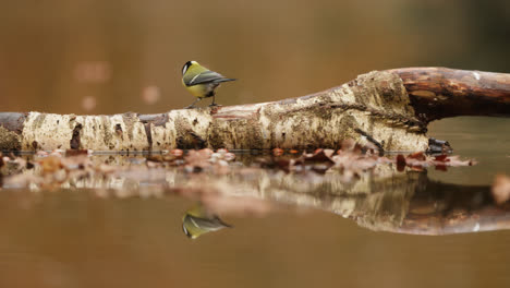 great tit on birch branch with reflection