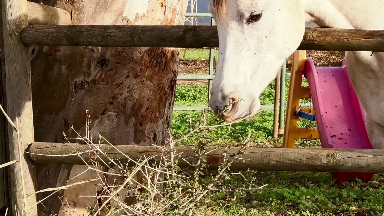 el caballo blanco está agarrando pequeñas hojas de la vegetación mientras está de pie contra el telón de fondo de la valla de madera, el caballo encarna la gracia, la fuerza y la elegancia atemporal