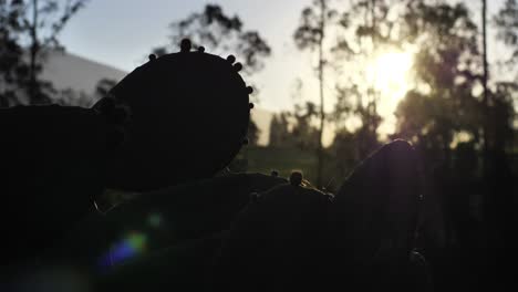 silueta de un cactus nopal con fruta de atún contra una puesta de sol brillante, destacando la belleza natural de la escena