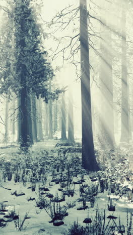 sunbeams through a snowy forest