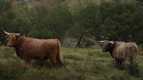 pan shot of a galloway highland cattle grazing in a tranquil danish landscape on a rainy day