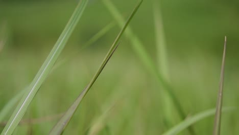 Ein-Mehrjähriges-Gras,-Das-Im-Tropischen-Und-Subtropischen-Asien-Beheimatet-Ist-Und-Auch-In-Mehrere-Länder-Eingeführt-Wurde