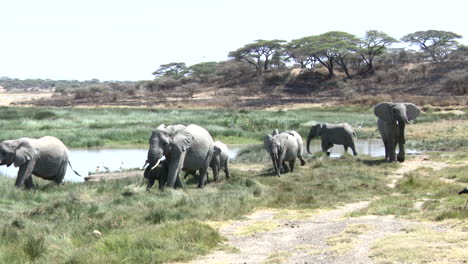 African-elephant---family-arriving-at-marsh,-Ndutu,-Tanzania