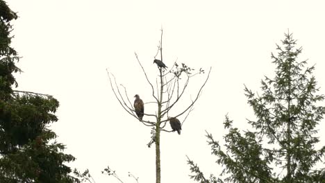 eagles and common raven perching on leafless tree in british columbia, canada