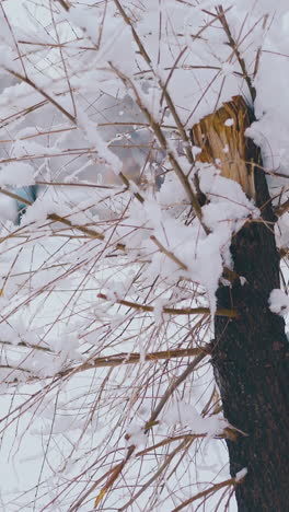 small broken tree with snow on thin branches against blurred park with white snowdrifts on early spring day closeup