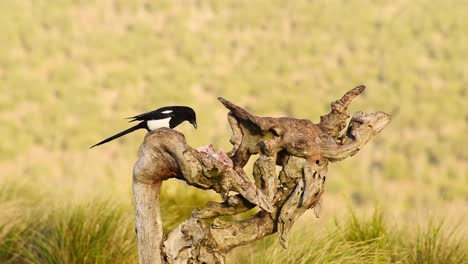 una urraca comiendo presas en el tronco de un árbol