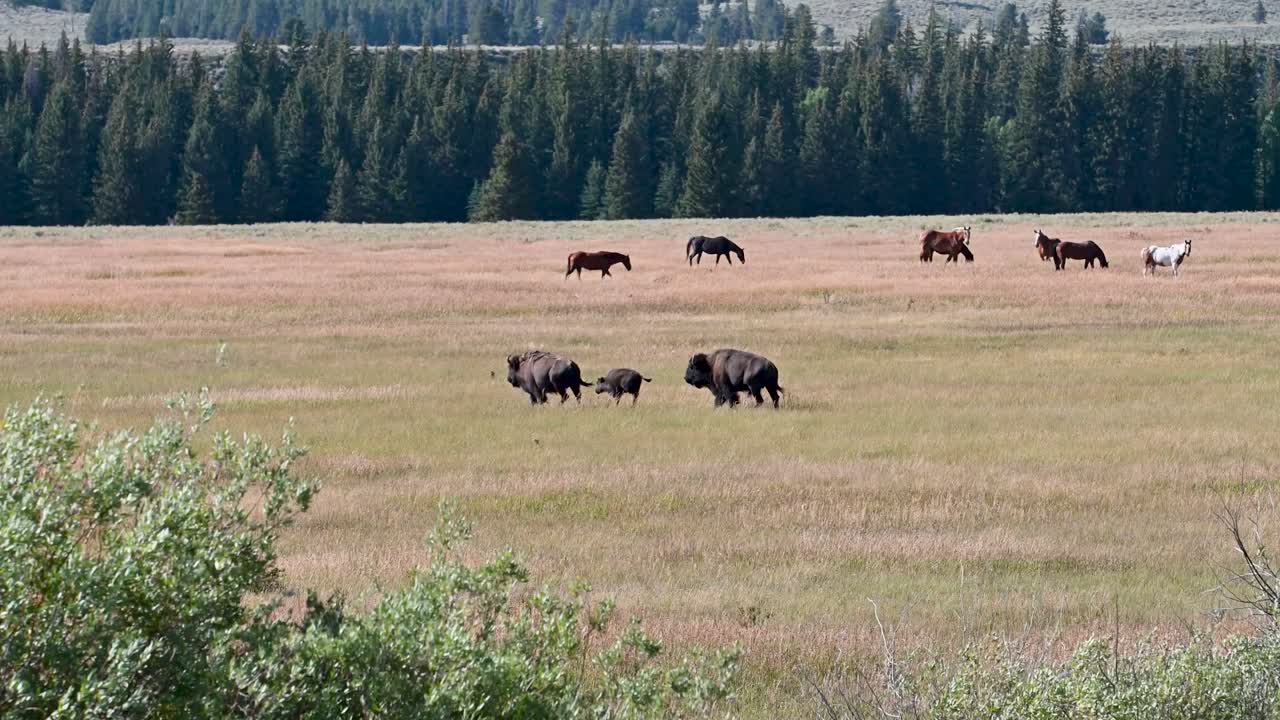 Una mandria di bisonti si aggira attraverso un campo aperto e soleggiato con erba alta e una fila di alberi oltre.