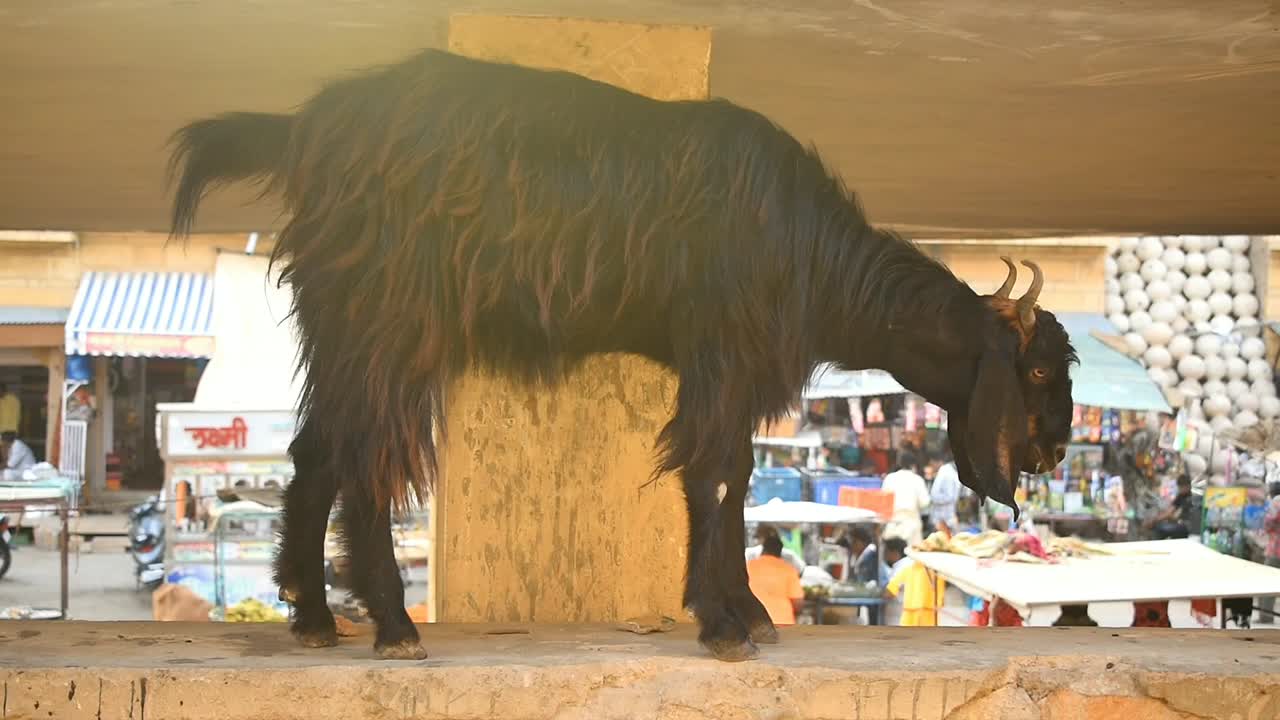 goat standing on the wall chilling