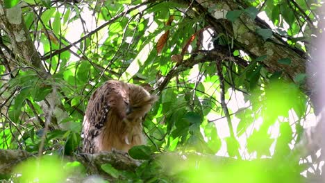 Die-Buffy-Fish-Owl-Ist-Eine-Große-Eule-Und-Doch-Die-Kleinste-Unter-Den-Vier-Fischeulen