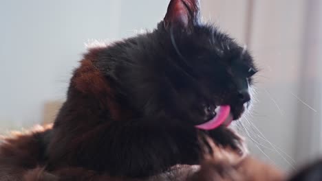 black cat cleaning its paw in slow motion