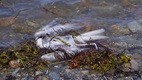 Recently-deceased,-unidentified-sea-bird-entangled-in-plastic-and-seaweed-at-the-edge-of-saltwater-bay