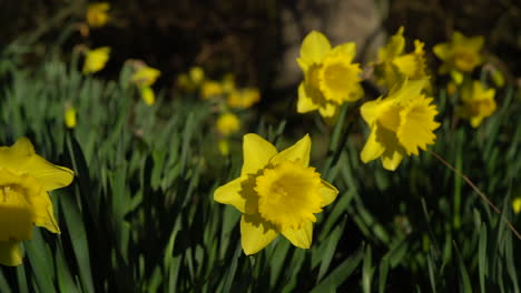 slow pan of daffodils facing the sun.