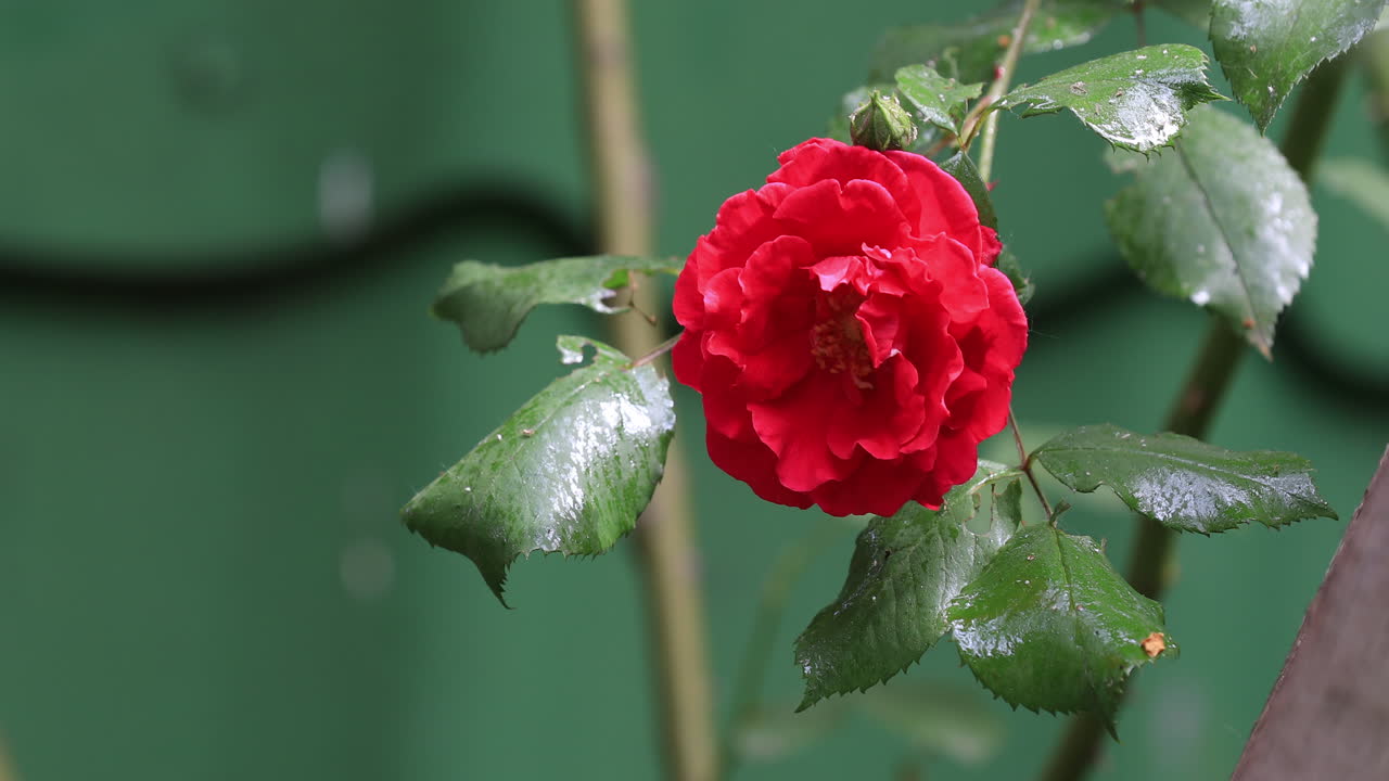 Intense red wet rose in a cloudy rainy day behind the fence