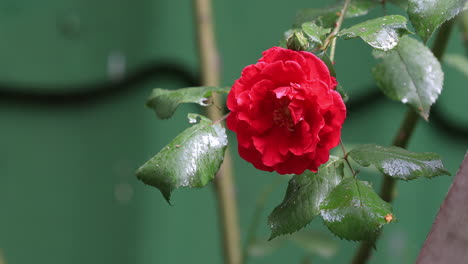 intense red wet rose in a cloudy rainy day behind the fence