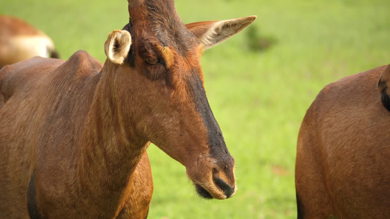 Primo piano di un Alcelafo rosso con le corna nel suo habitat naturale, che mastica, nell'Addo Elephant Park, Sudafrica.