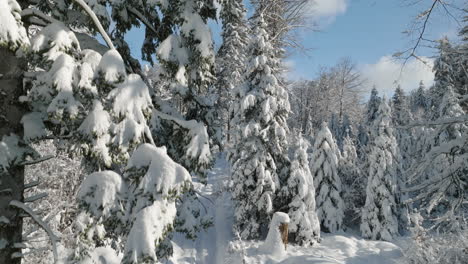 Rising-On-Snow-Covered-Pine-Trees-Of-Jorat-Forest-Near-Lausanne,-Canton-of-Vaud,-Switzerland