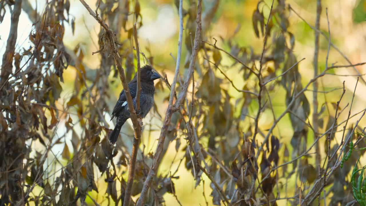 tejedor de pico grueso cantando y cantando desde su posición elevada, sudáfrica