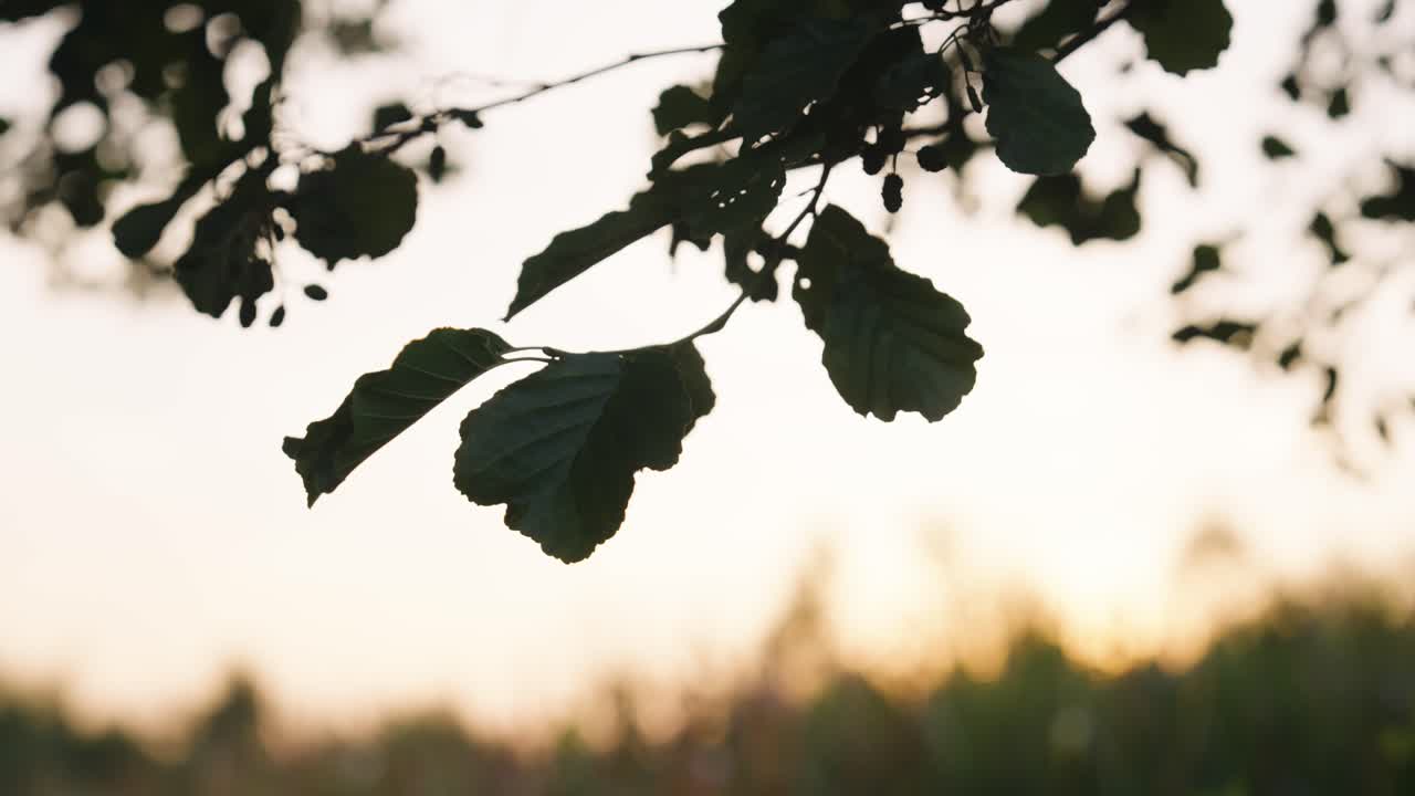 Green tree leaf gently move in light evening breeze on bright sky background
