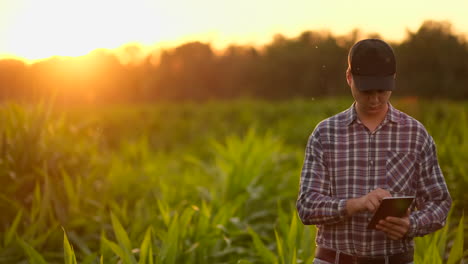 Destello-De-Lente:-Granjero-Con-Una-Tableta-Para-Monitorear-La-Cosecha-En-Un-Campo-De-Maíz-Al-Atardecer.-Un-Granjero-Con-Una-Tableta-Monitorea-El-Campo-De-Maíz-Al-Atardecer-En-Video-En-Cámara-Lenta