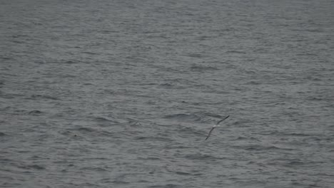 Wandering-Albatross-in-Drake-Passage,-between-Antarctica-and-Argentina