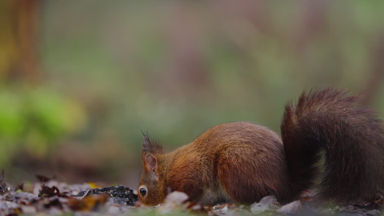 Red squirrel stands upright in warm autumn forest, scanning surroundings from ground level